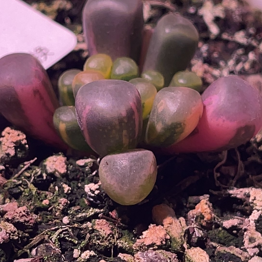 尚品园艺福利锦8074