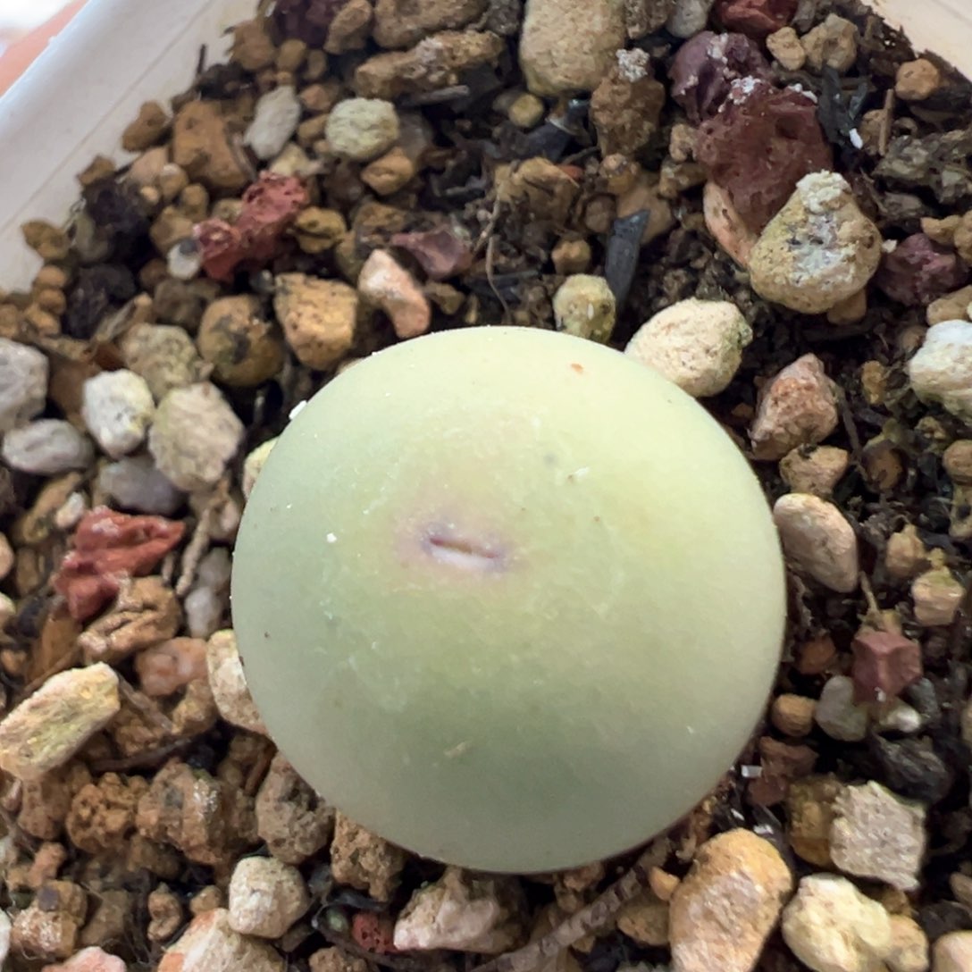 小年份V嘴 肉锥植物