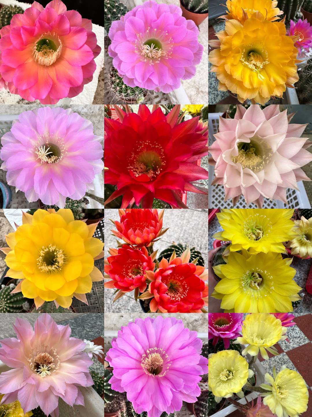 良园园艺彩草 摘花脱土发货 直播间一物一拍链接（非直播期间勿拍）