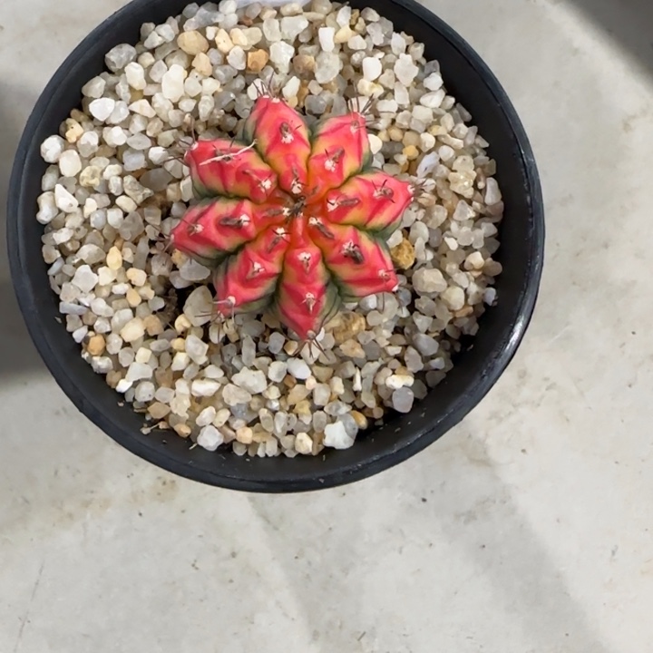 99-0119泰国发货多肉