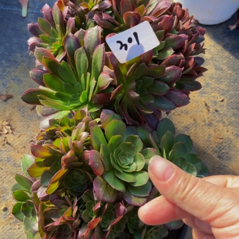 万朵缀 女王缀多肉301多肉