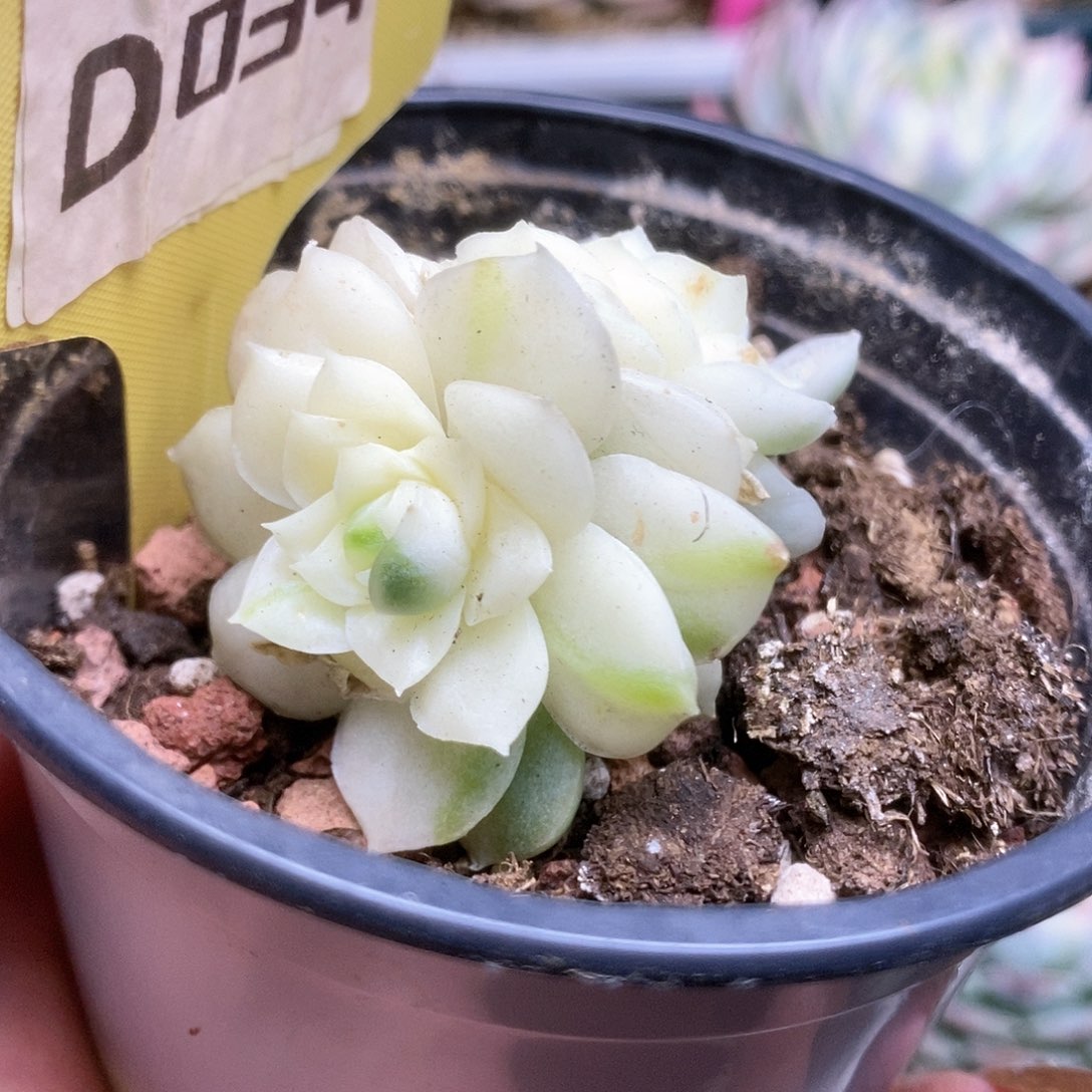 034麦杆锦锦锦锦锦锦锦