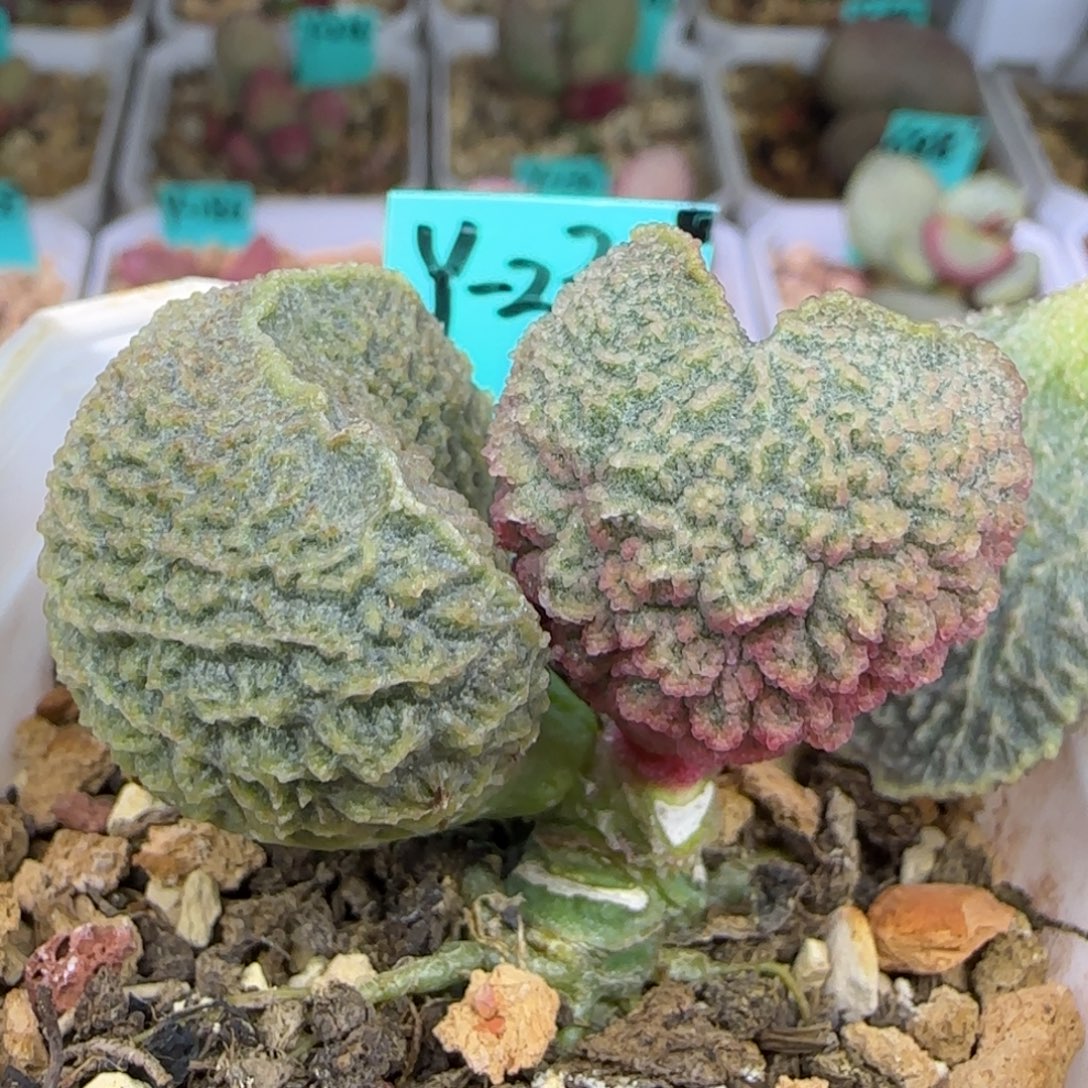 编号230大叶片一个，图为母本