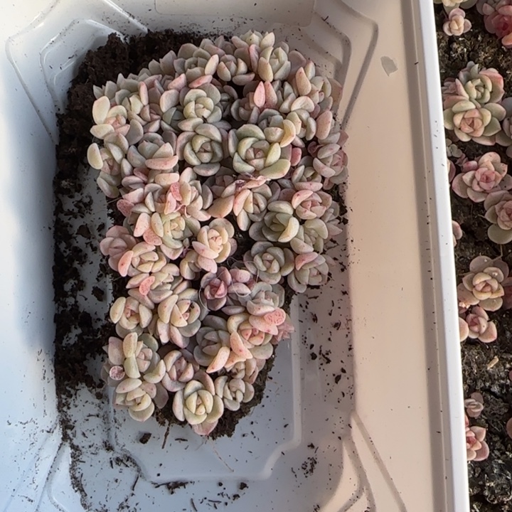 161号tt02号种播苗一盒