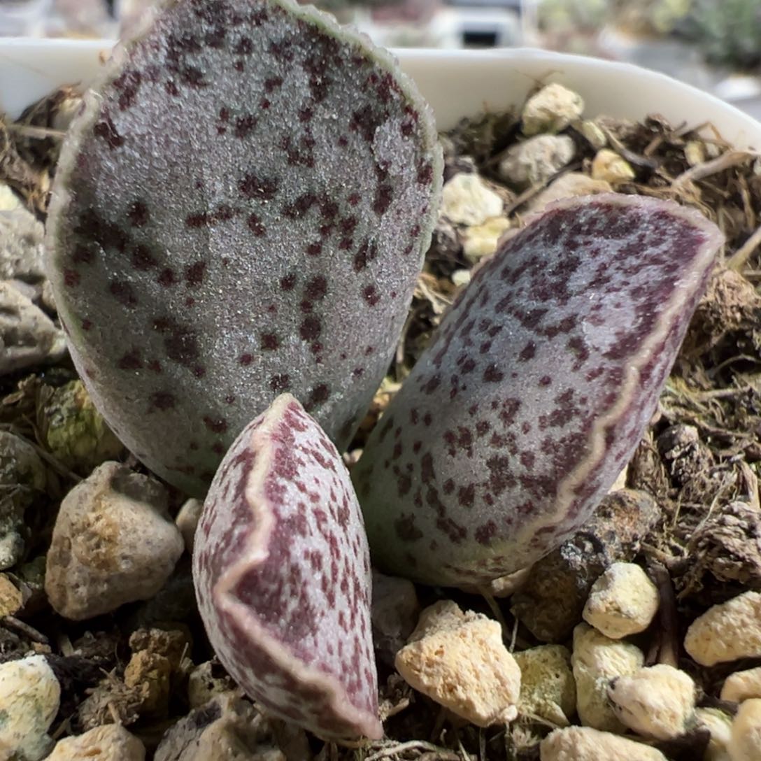 实生新品多肉植物水泡多肉植物