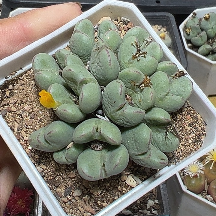 695号特价少将zzyyyxyxx