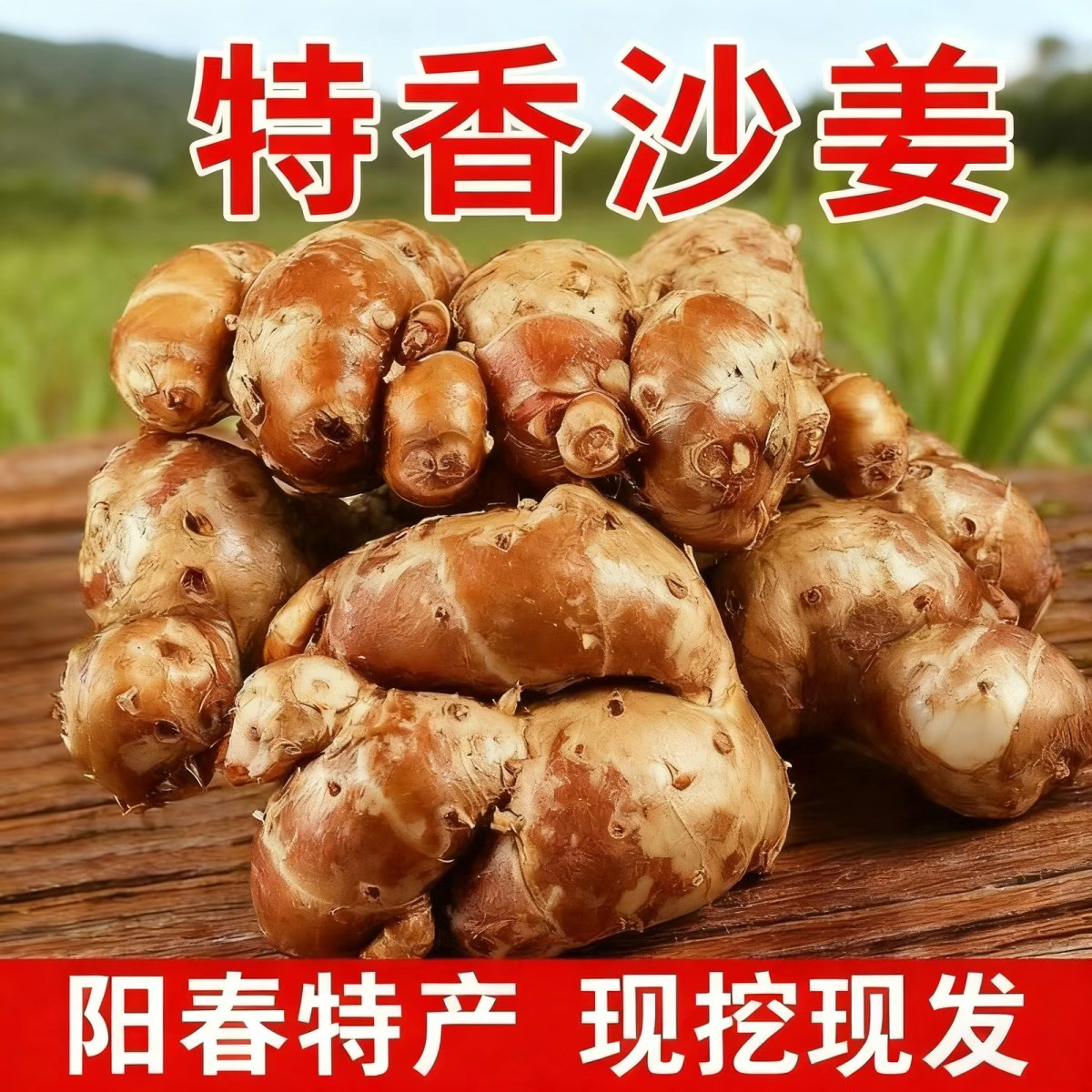 新鲜沙姜广东阳春特产可作白切鸡椰子鸡香料调味山奈三奈香醇去腥
