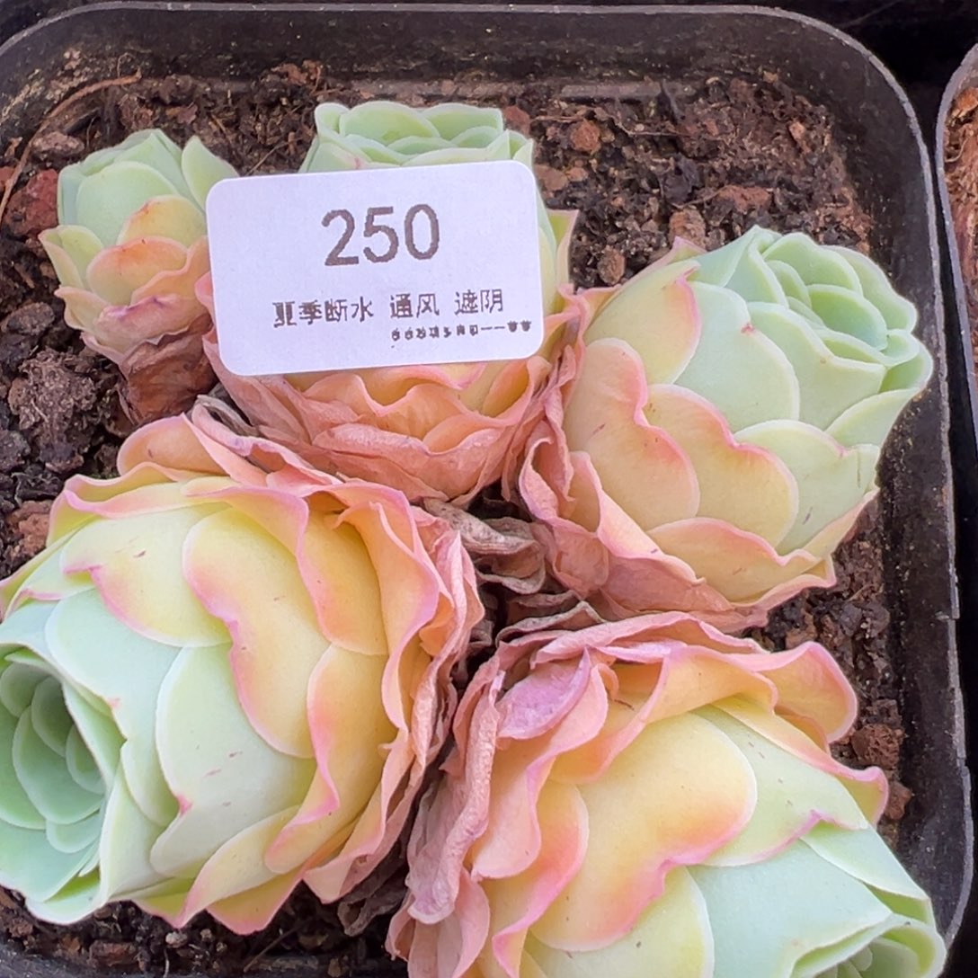 250号罗拉公主—山地玫瑰