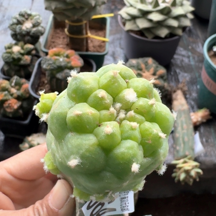 064福利仙仙人球