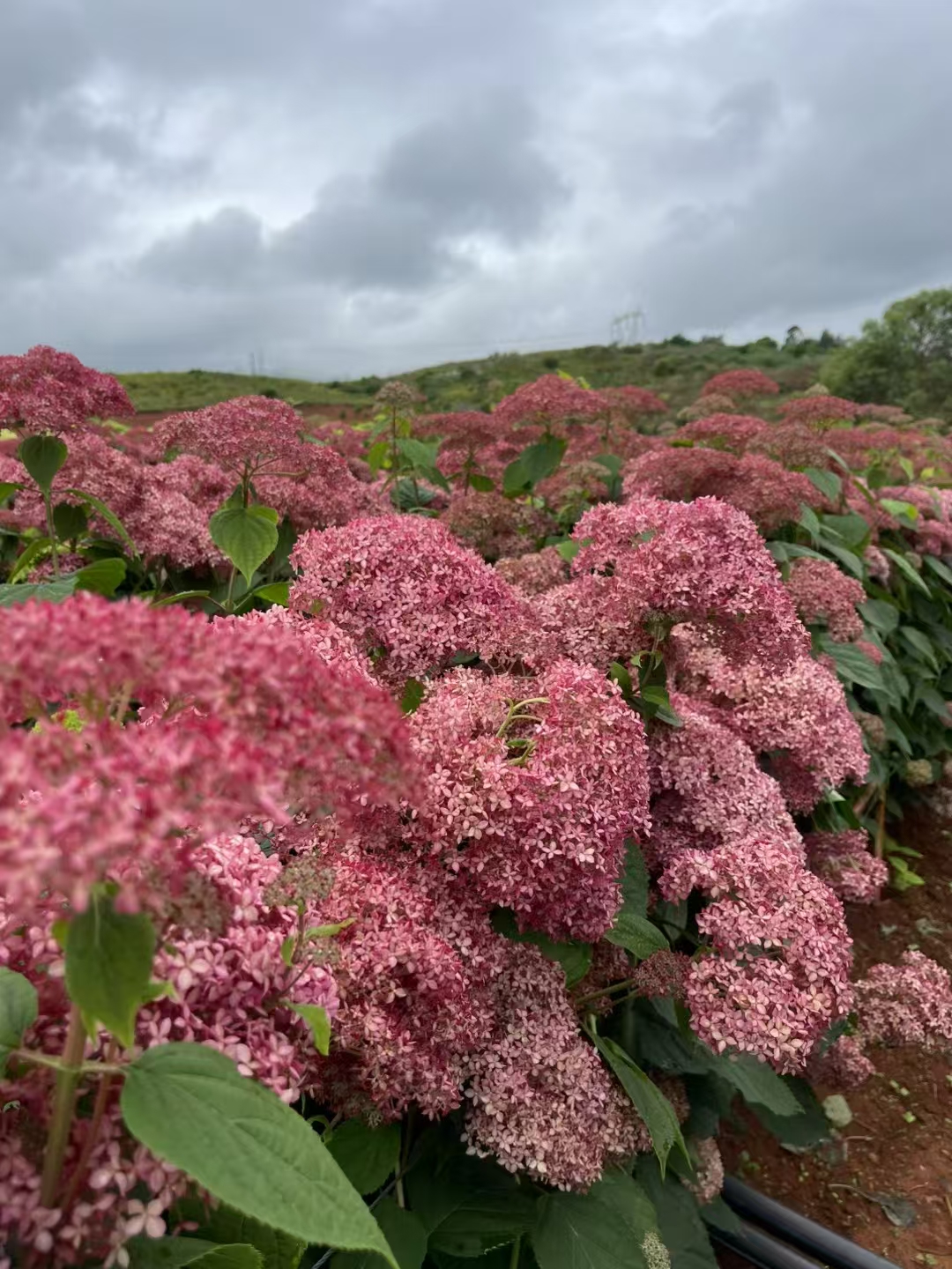 粉色贝拉安娜绣球花朵大花期长耐寒耐旱南北方盆栽地栽绣球花好养