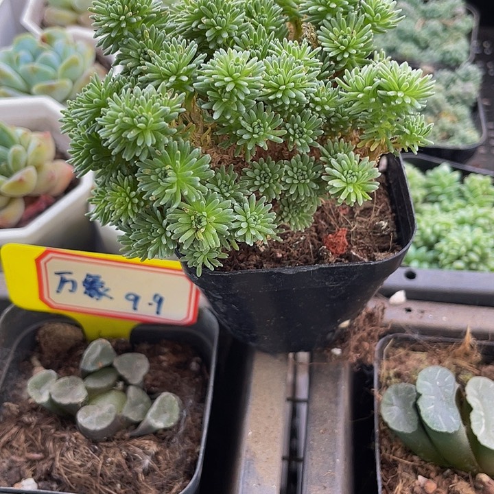 6.5方大球松带盆土发