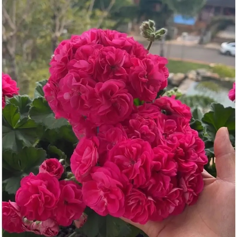 罗莎琳达-直立重瓣四季开花款