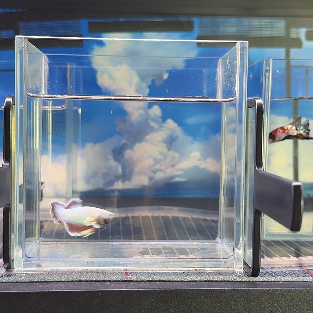 斗鱼精品高端vip斗鱼大耳萌