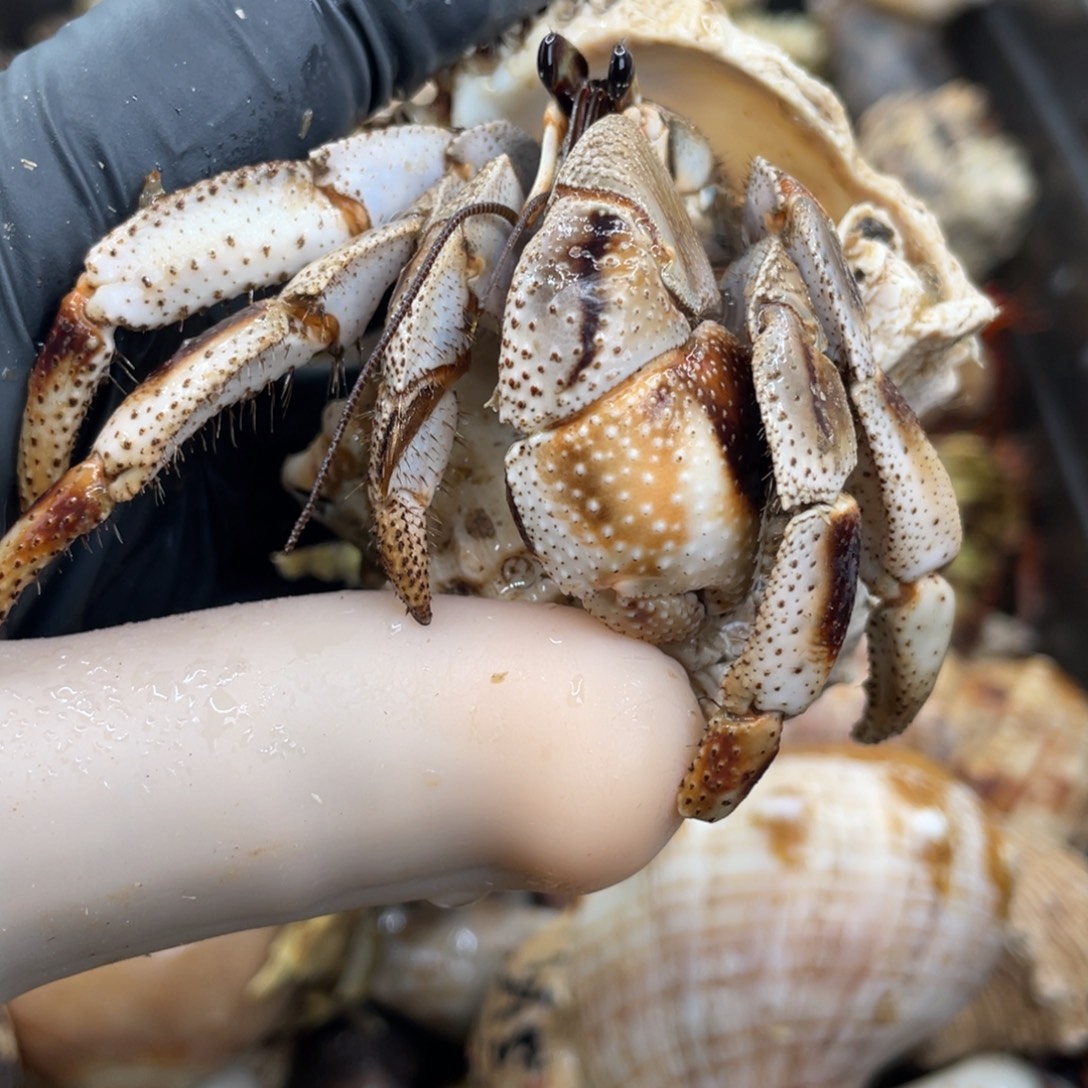 不退不换活体宠物161