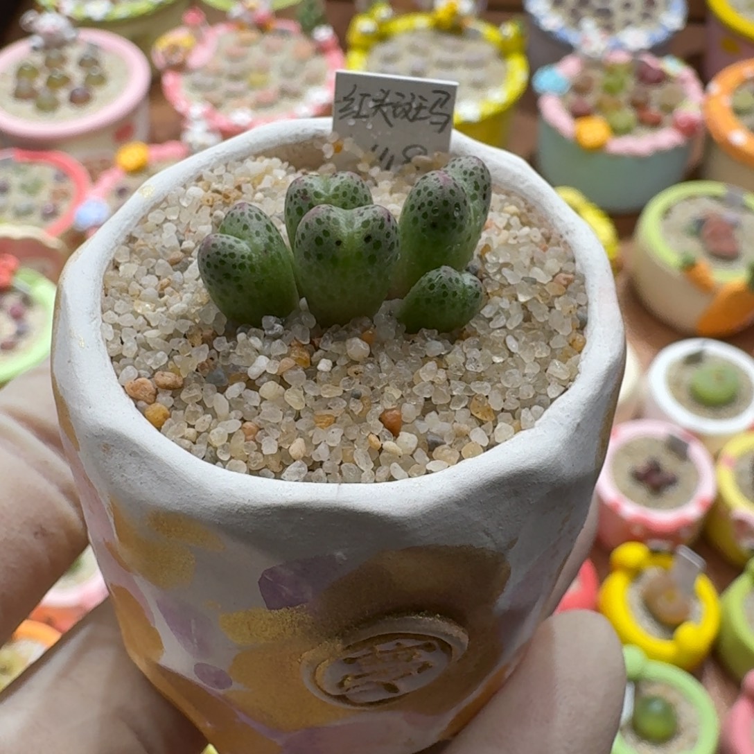 煮***茶1202-018连盆带花斑马