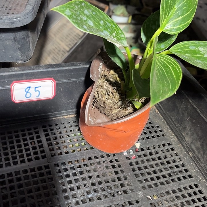 云***景85号框一颗绿植带盆土发