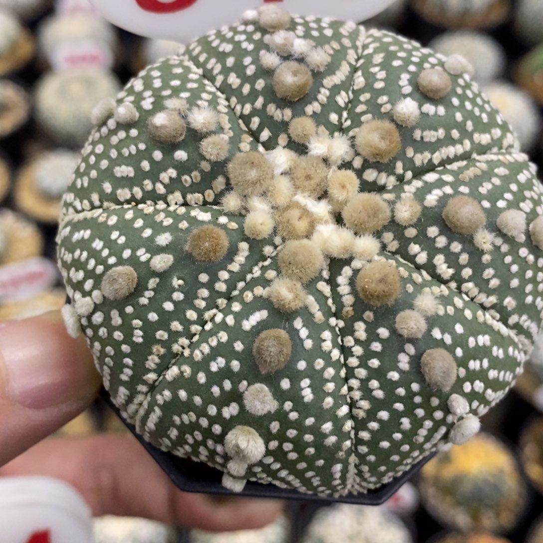 541七愣大连绒花园兜