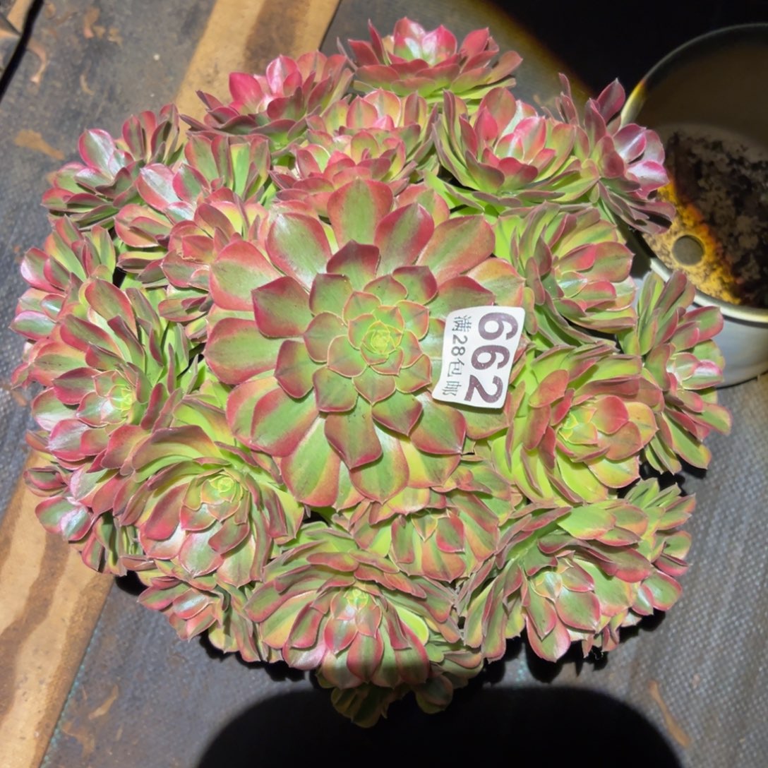 多肉植物662雨河的