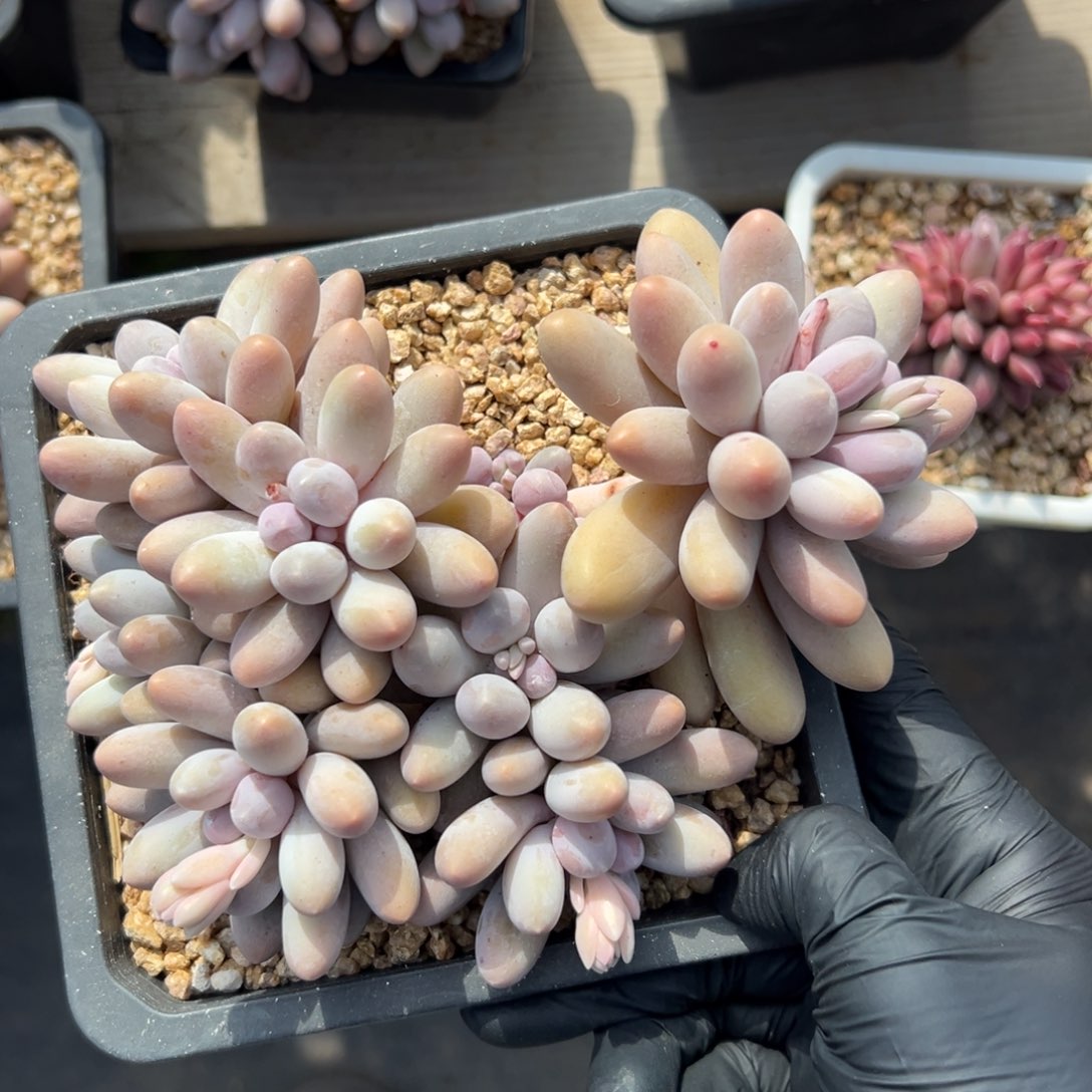 汤圆111111111111111