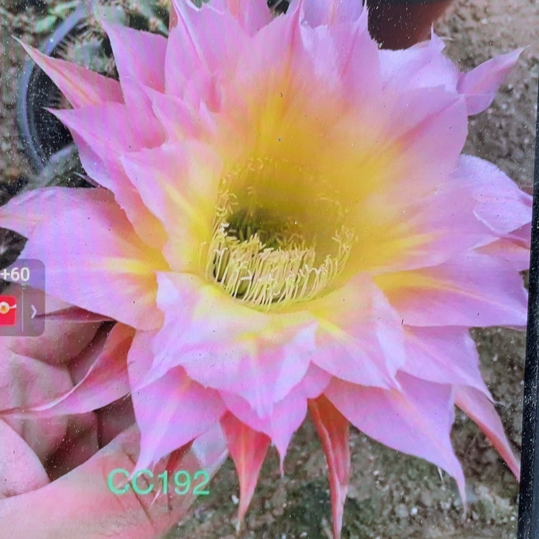 Cc192自根球8公分左右