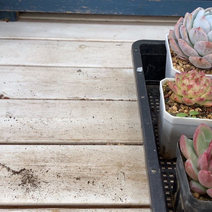 泡泡➕虾饺两颗一组