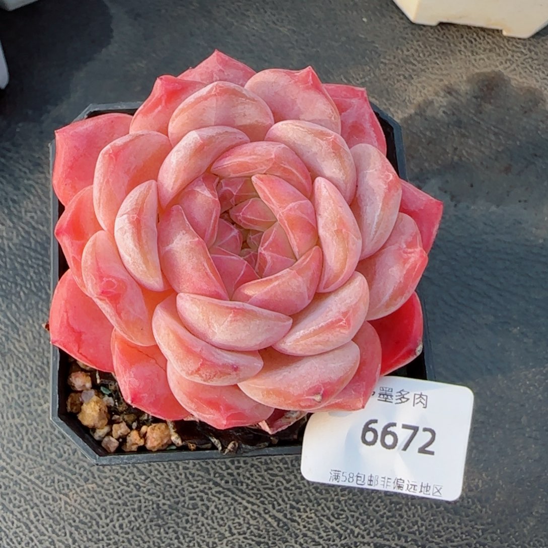 双心粉魄，6672多肉