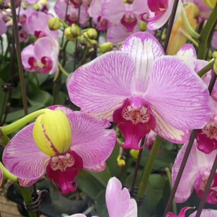 水蜜桃蝴蝶兰基地直发