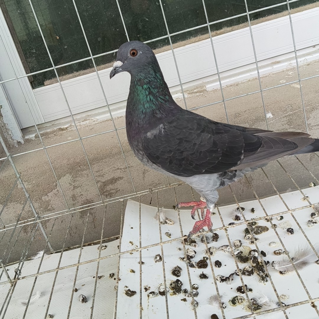远程信鸽赛鸽信鸽包邮