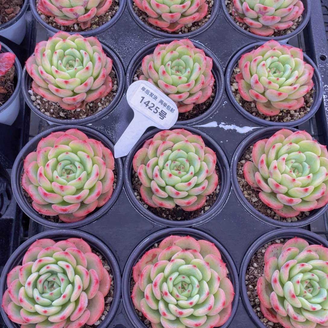 1425号三文鱼大单头一个