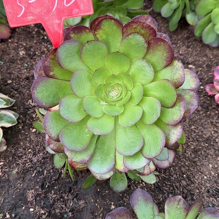 3-30雨荷多肉法师