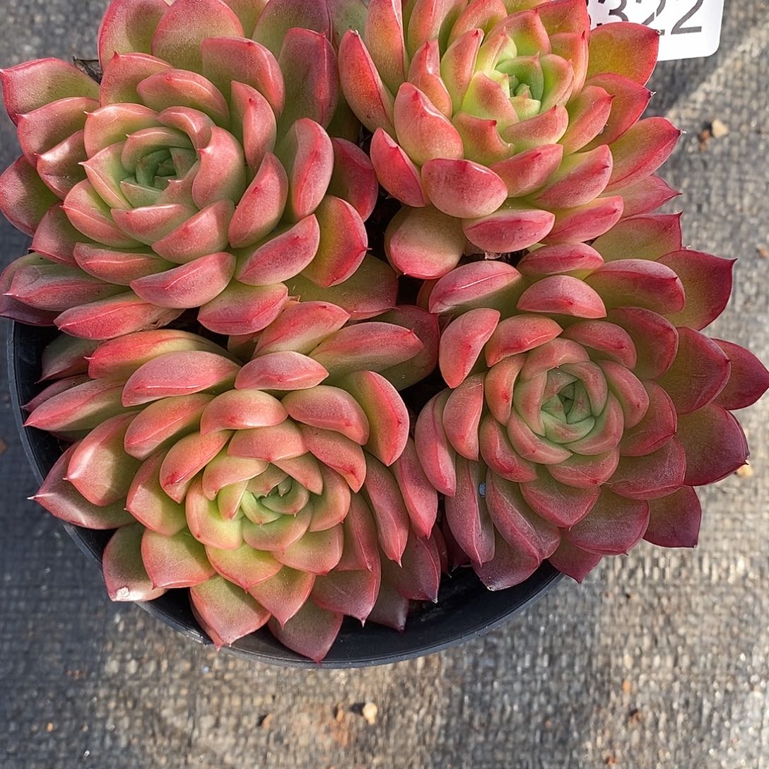 3322杂交老桩基地～12厘米