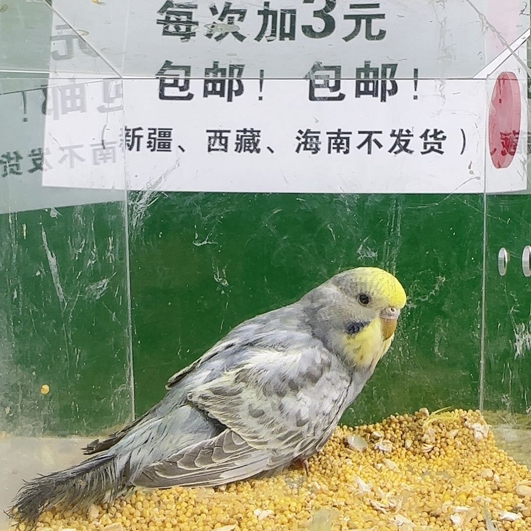 虎皮鹦鹉大头鹦鹉