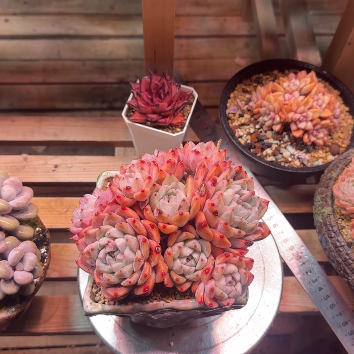 红底阿尔巴佳人多肉