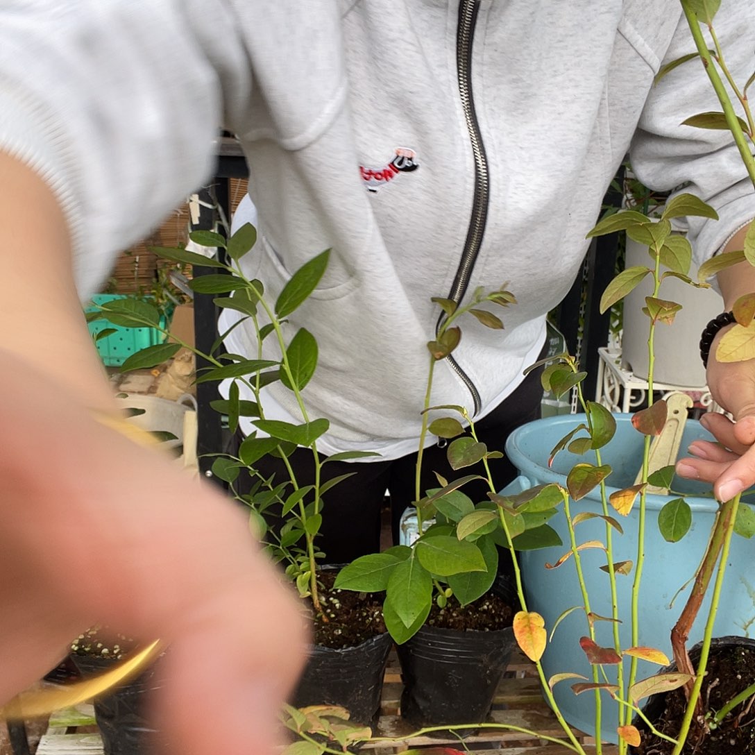 F6一棵加一棵修剪的西班牙42