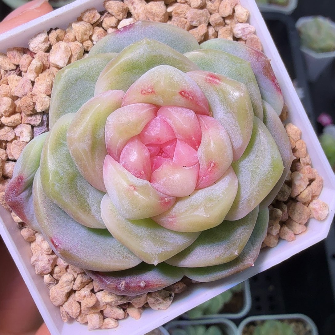 良辰开播福利二十包邮