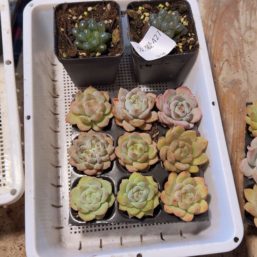 直播福利一物一拍427