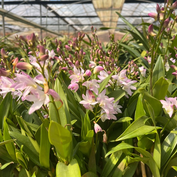 澳洲香水石斛兰浓香型绿植盆栽花卉好养花期长