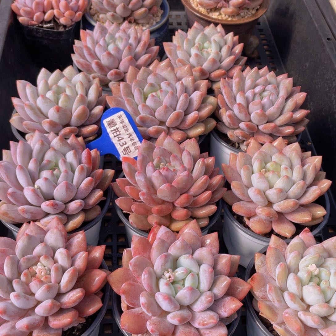 量拍43号 半夏母本大单头一个