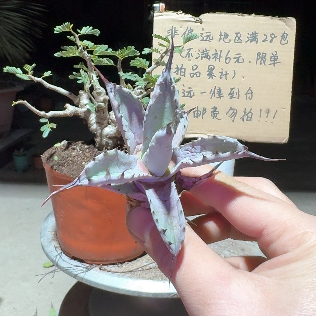 兴***达完全开放曲刺芭蕾龙舌兰