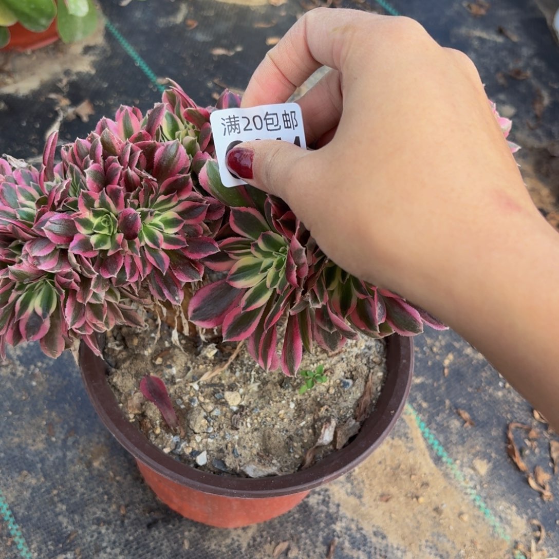 44多肉植物捧花的时候  