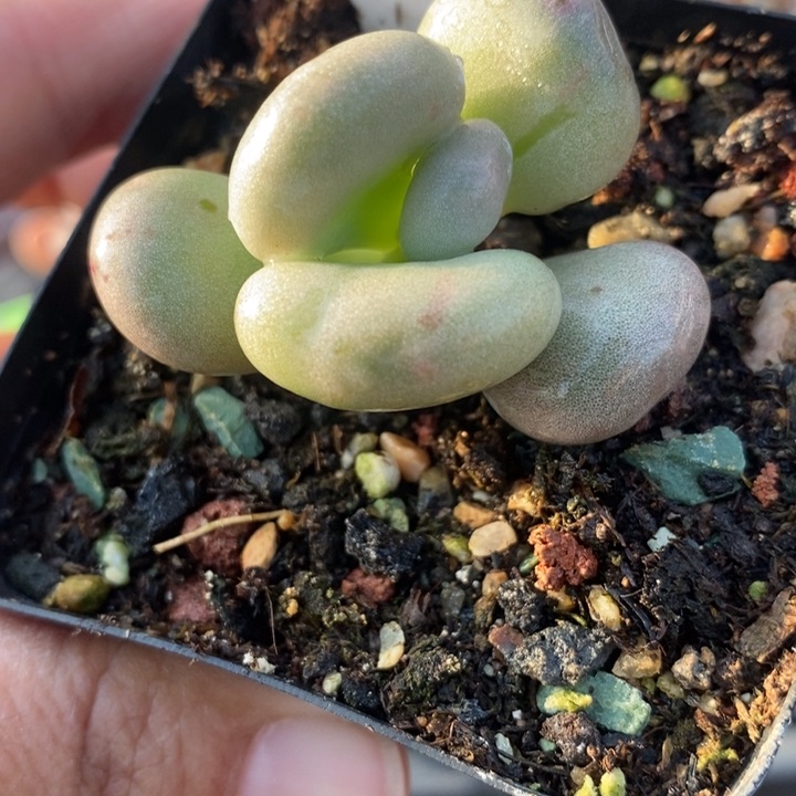 470油煎丸子啊啊啊啊多肉