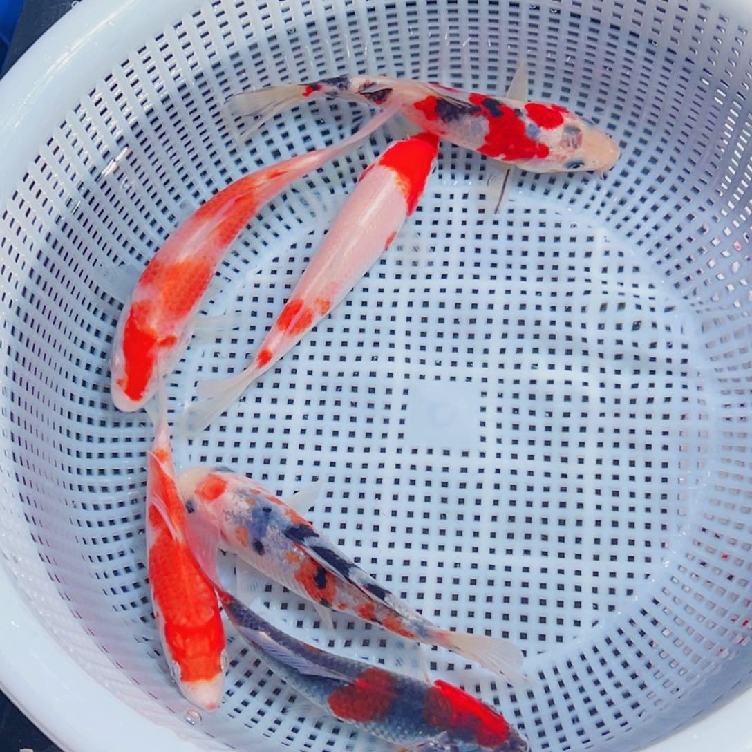 锦鲤锦鲤观赏鱼1111