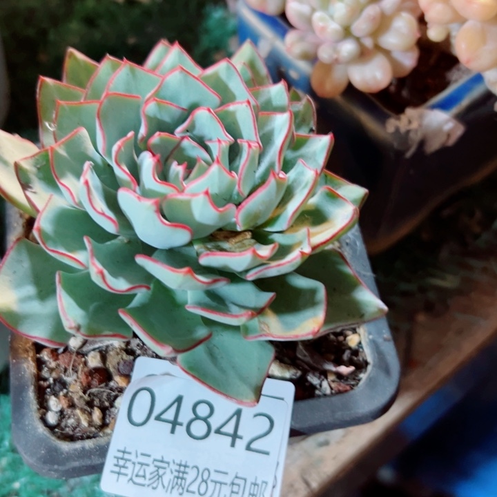 幸运的是我还没遇到你
