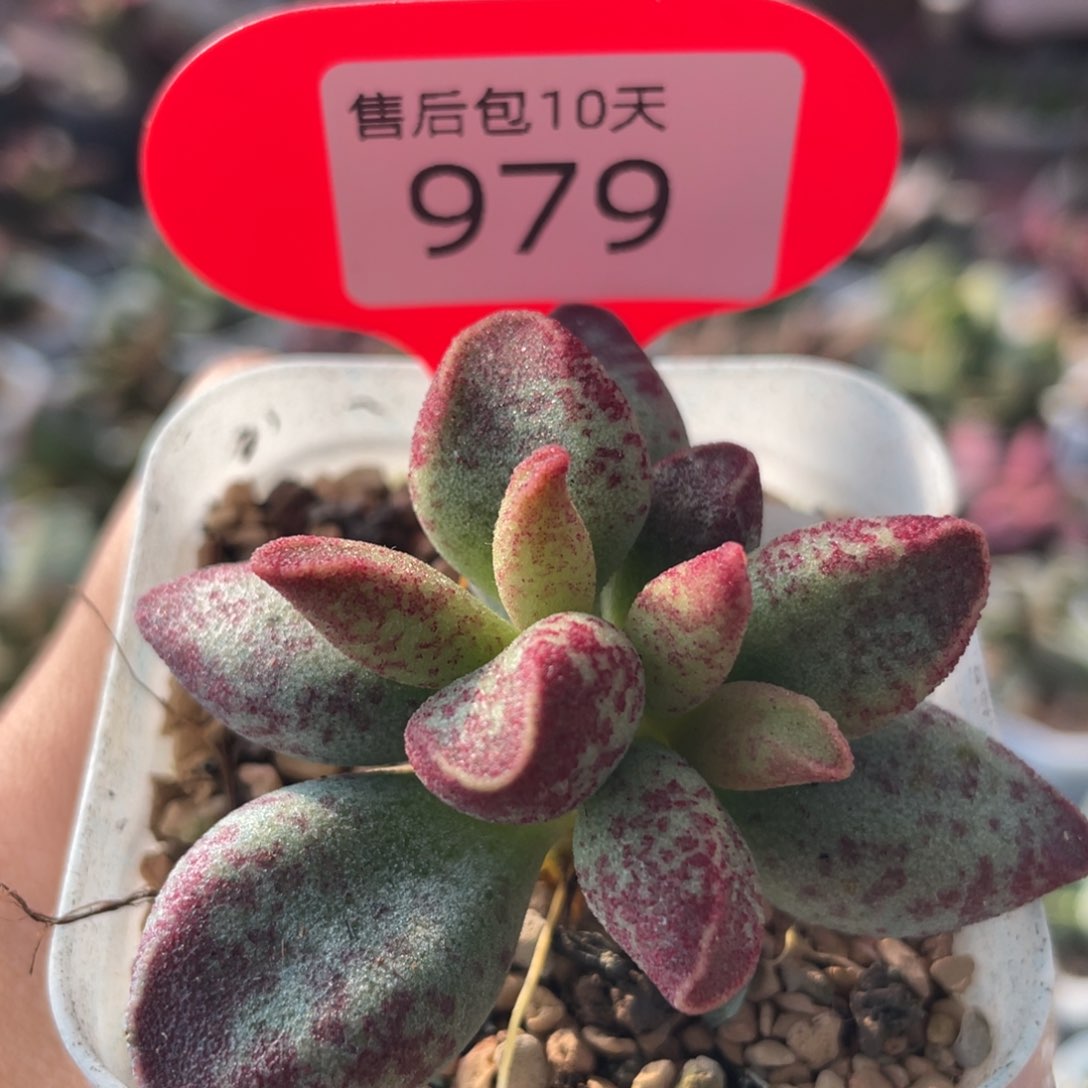       花斑鹿。     979。  