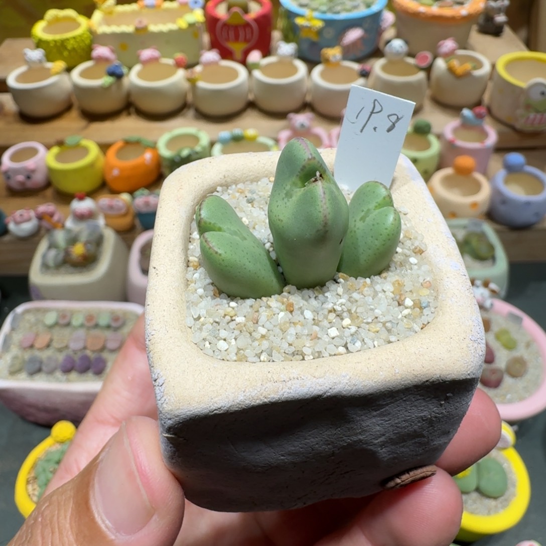 蘑菇1173少将多肉植物