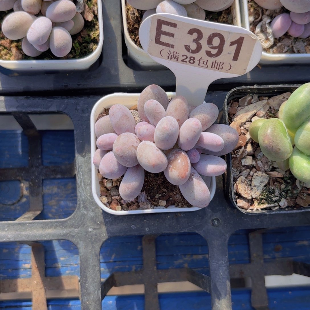 E391蛋黄奶一物一拍