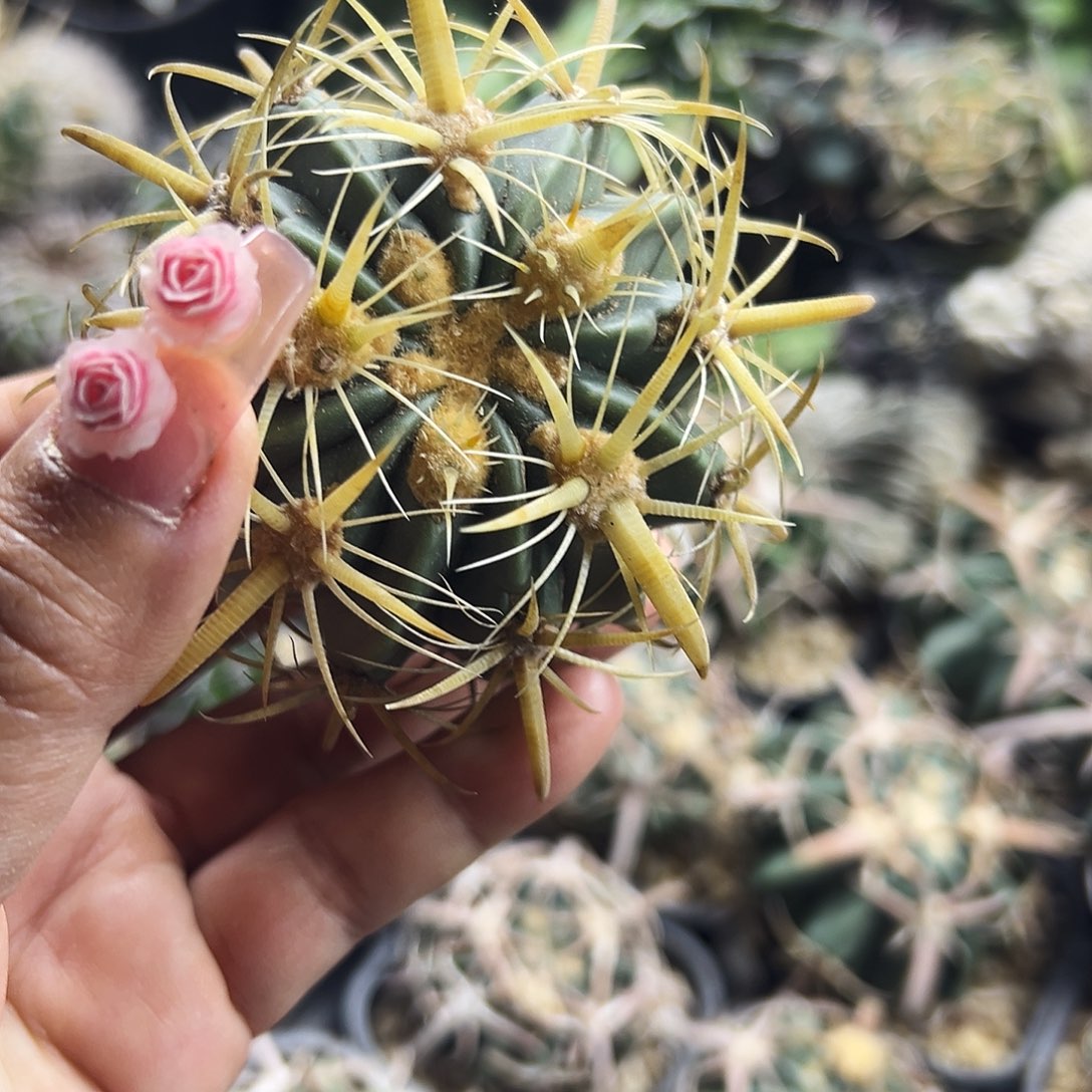 金至玉仙人球666666