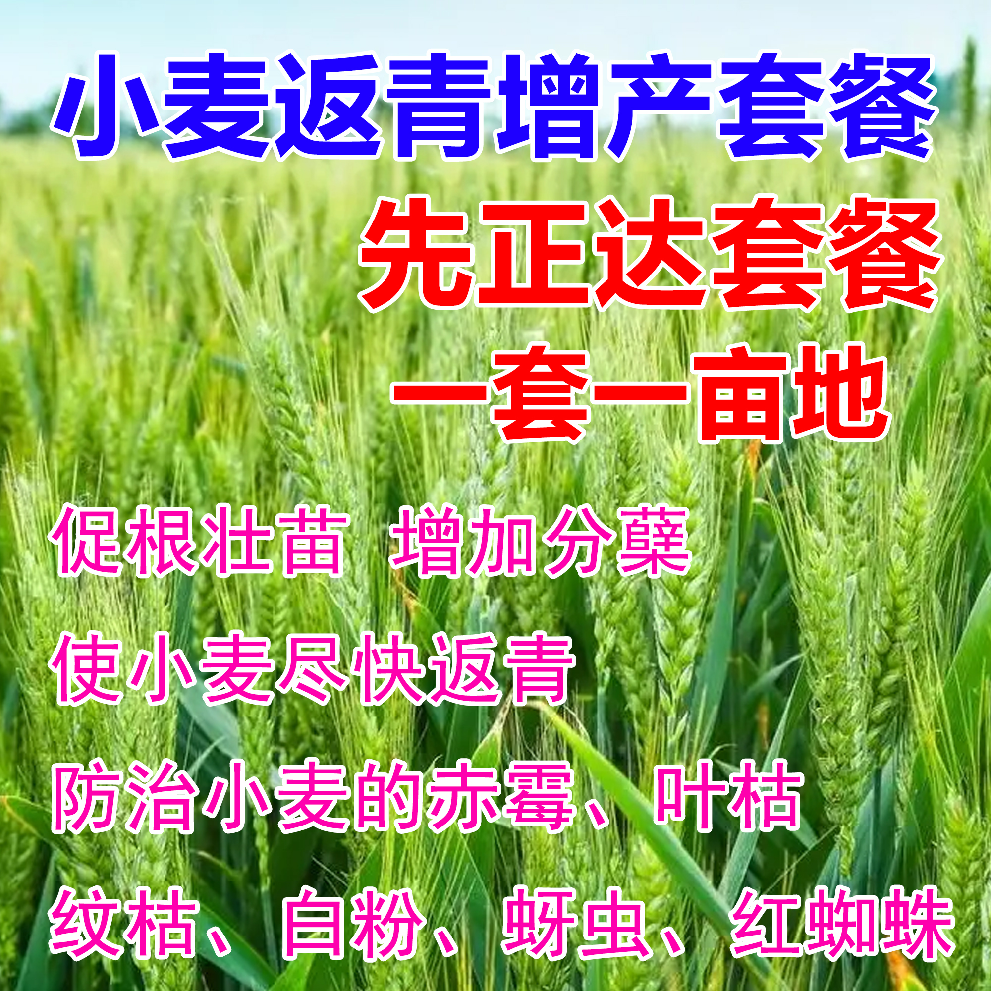 先正达小麦返青套餐一套一亩地