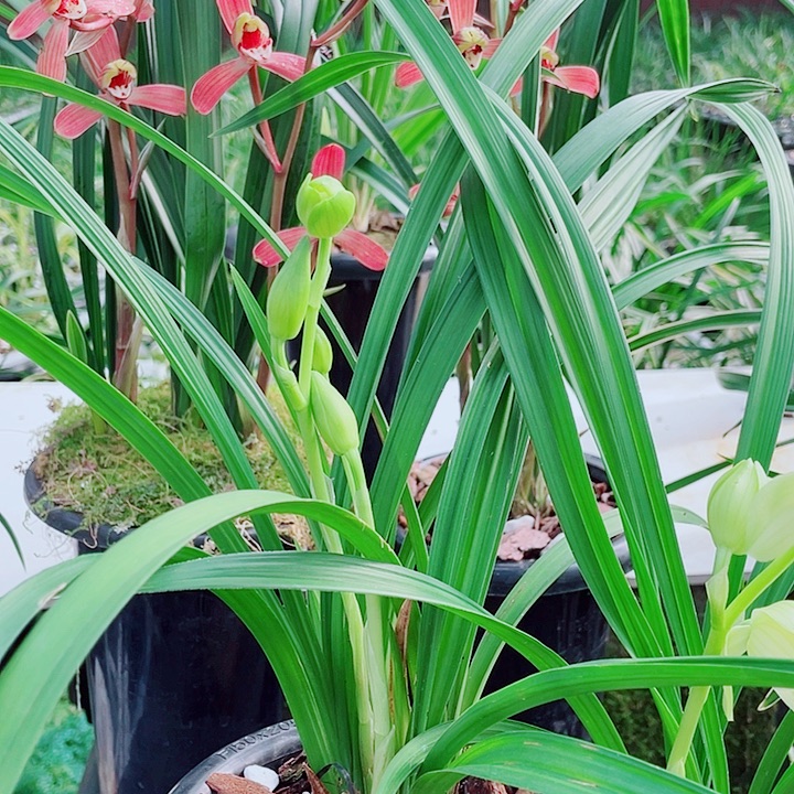 恶***阳完全开放一物漂亮