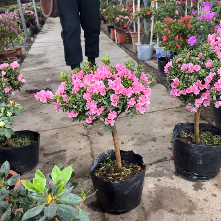 红陶腊皮粉妆楼大盆福利